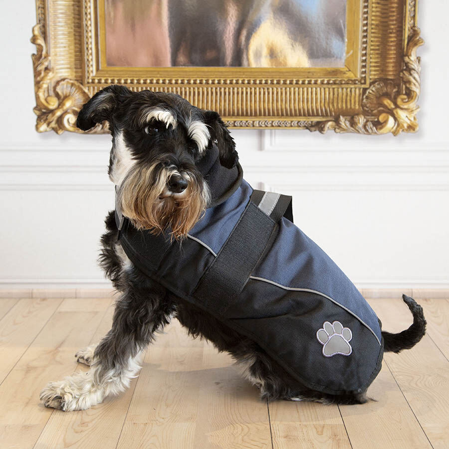 Outech Sport Abrigo Negro con Azul para perros, , large Imagen numero 2